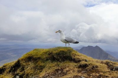 Seagull perching on a mountain against sky