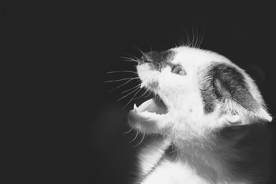 Close-up of cat against black background