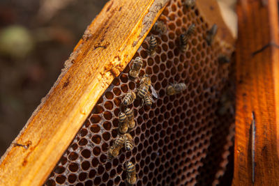 Close-up of bee on wood