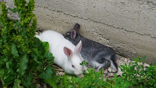 Bunny lying in a plant