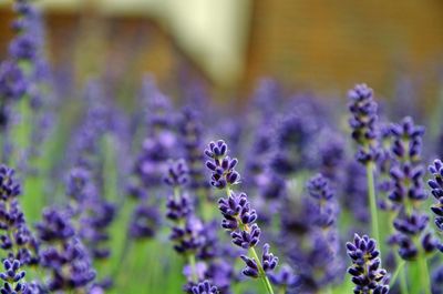 Close-up of purple flowering plants on field