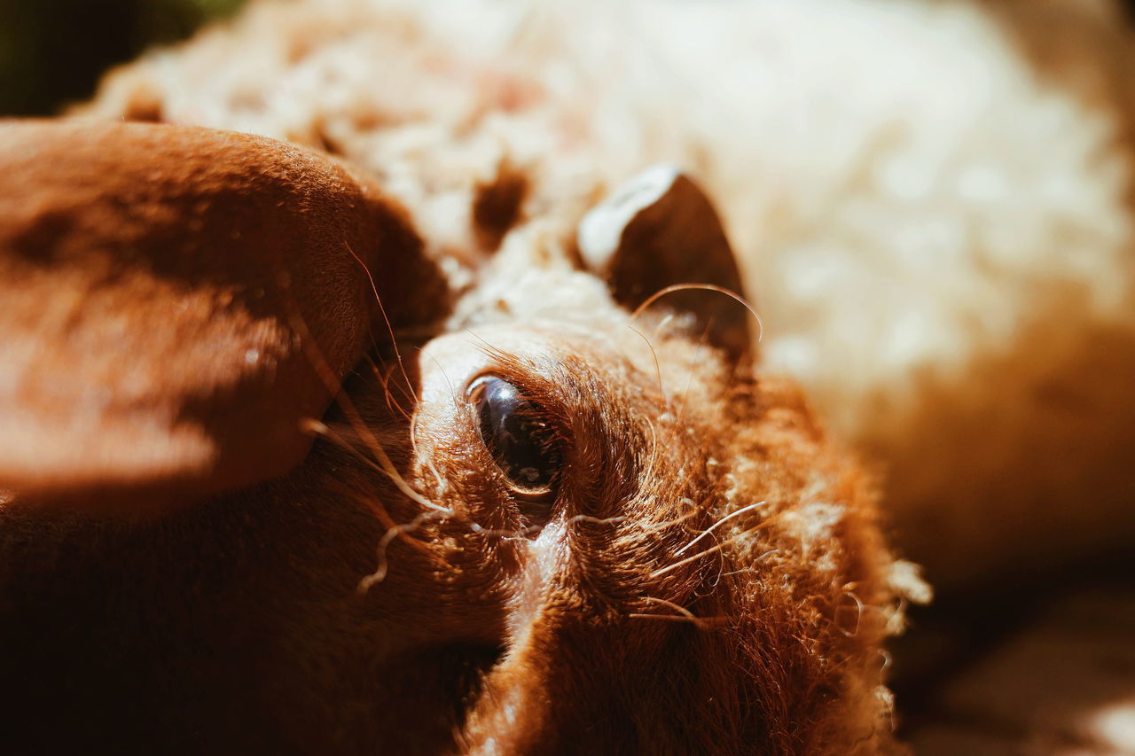 CLOSE-UP PORTRAIT OF DOG