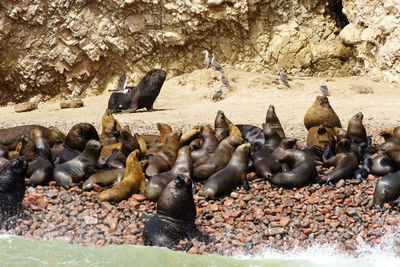 Colony of seal on shore at beach