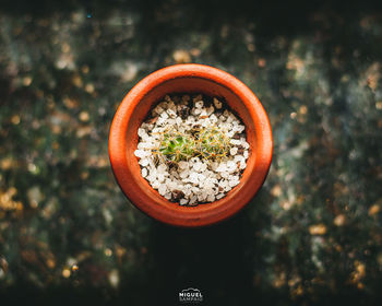 High angle view of potted plant