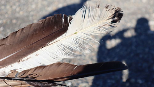 High angle view of feather on car