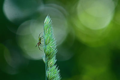 Close-up of insect on leaf