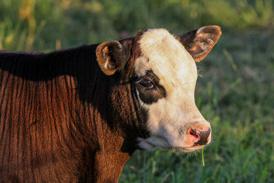 Close-up of cow on field