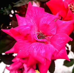 Close-up of pink flower