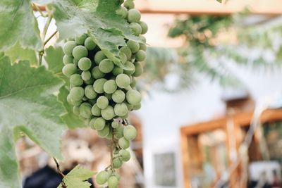 Green grapes growing in vineyard