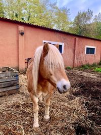 View of a horse in stable