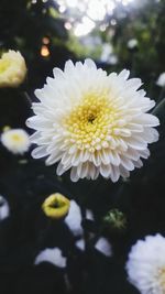 Close-up of white flowering plant