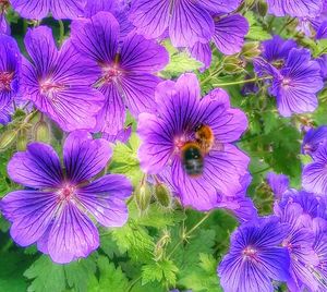 Close-up of purple flowers