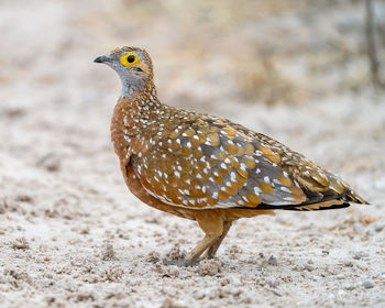 Close-up of a bird perching on a land