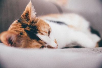 Close-up of cat sleeping