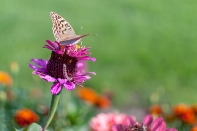 Close-up of butterfly on purple flower