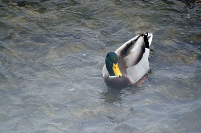 High angle view of duck swimming in lake