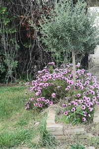 Purple flowering plant in field