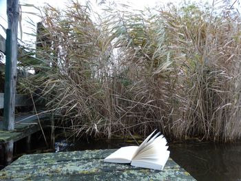 Close-up of coconut on grass by lake