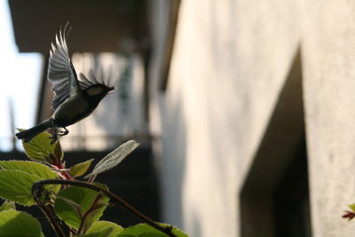 Bird flying over white background