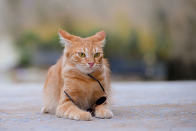 Close-up of cat