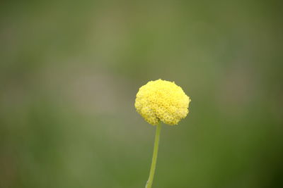 Close-up of yellow flowering plant