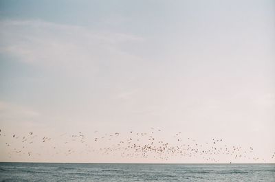 Seagulls flying over sea against sky