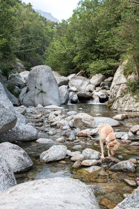 View of stream flowing through rocks