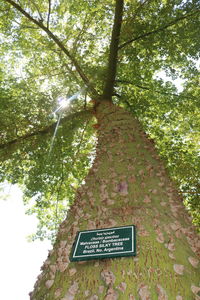 Low angle view of information sign on tree