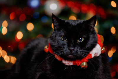 Close-up portrait of a cat