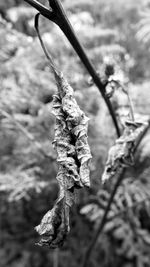 Close-up of plant against blurred background