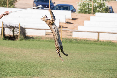 Cropped hand holding stick by serval jumping in mid-air