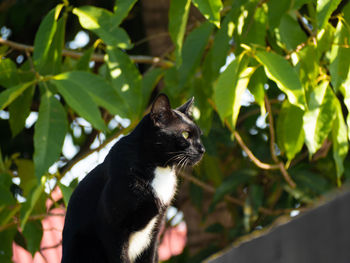 Cat looking away