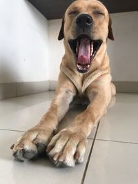 Dog lying on floor at home