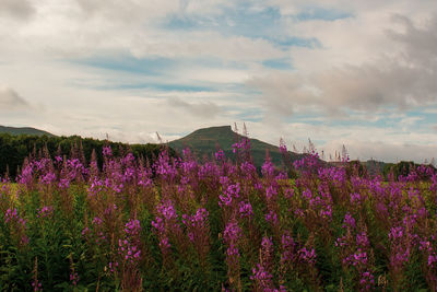 Purple flowering plants on field against sky