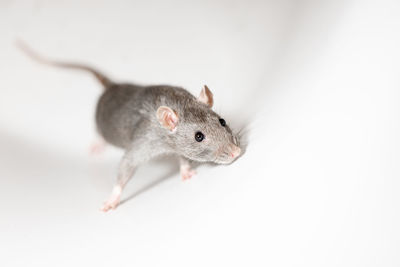 Close-up of a rabbit over white background