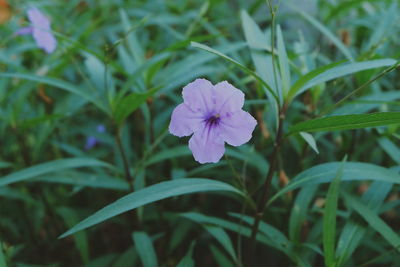 Close-up of purple flower blooming outdoors