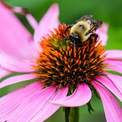 Close-up of honey bee on purple flower