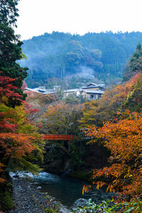 Scenic view of river in forest against clear sky