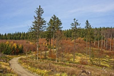 Plants growing on land against sky