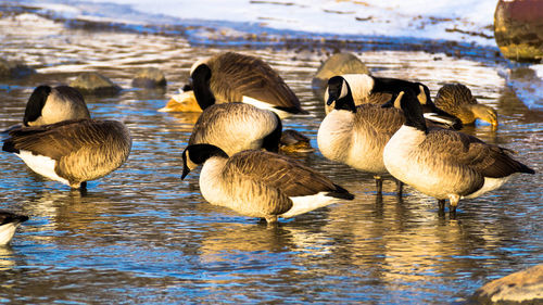 Ducks swimming in lake