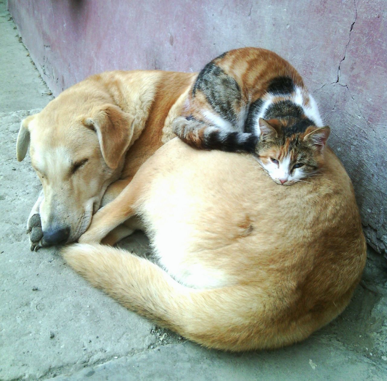 animal themes, pets, domestic animals, one animal, mammal, sleeping, relaxation, resting, lying down, dog, high angle view, eyes closed, two animals, full length, domestic cat, close-up, relaxing, indoors, no people, zoology