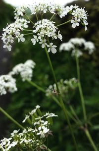 Close-up of flowers blooming outdoors