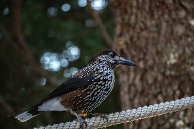 Close-up of bird perching on a tree