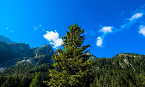 Pine trees against blue sky