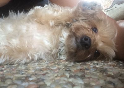 Dog resting on couch