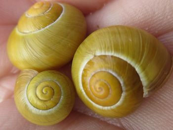 Close-up of snail