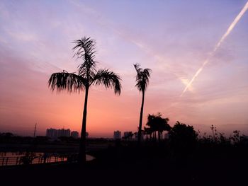 Silhouette of palm trees at sunset