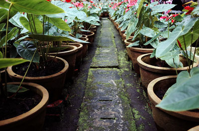 High angle view of plants in greenhouse