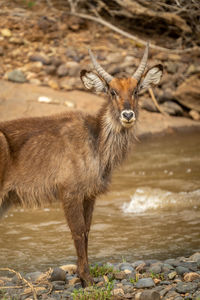 Close-up of young male common waterbuck staring