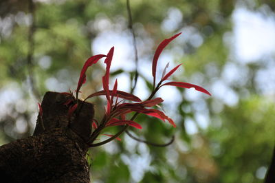 Close-up of red leaves on tree